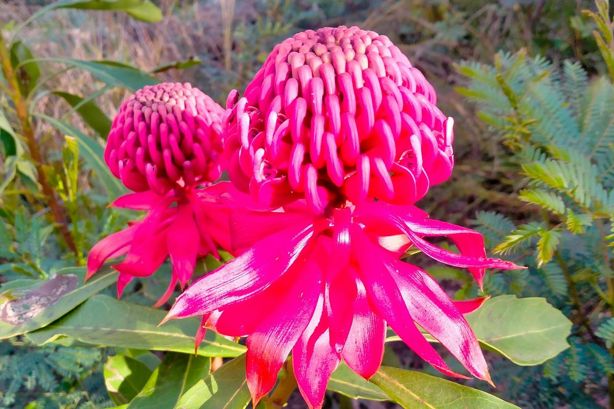 Our beautiful flora of the Blue Mountains