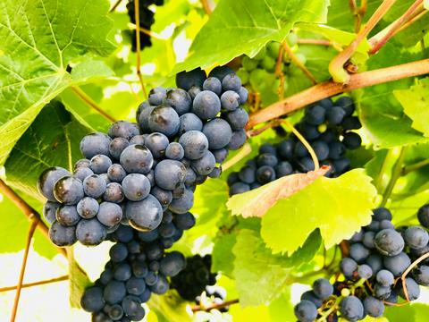 Cool climate grapes