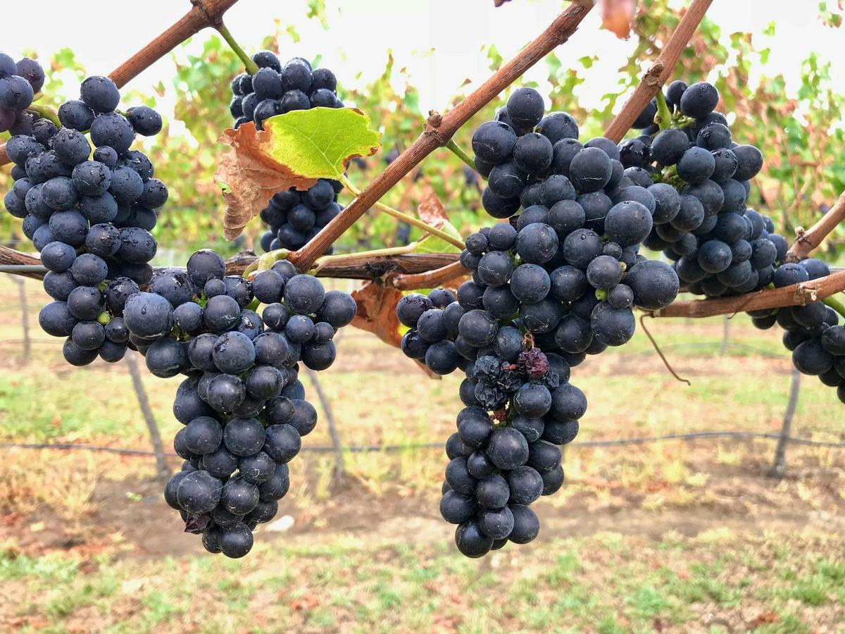 Cool Climate Grapes