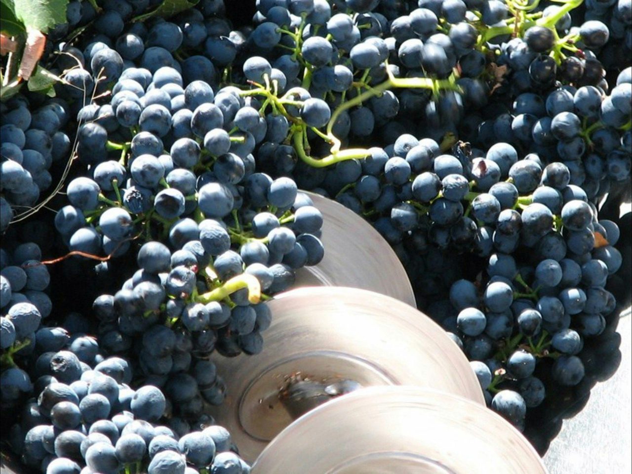 Crushing and desteming the Shiraz