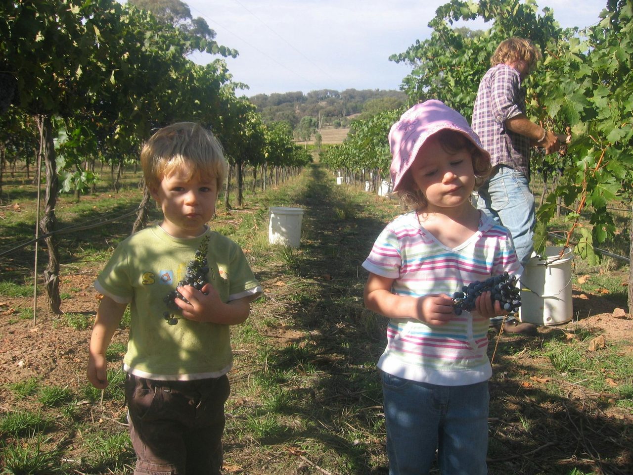 Taste grapes in season on your vineyard tour