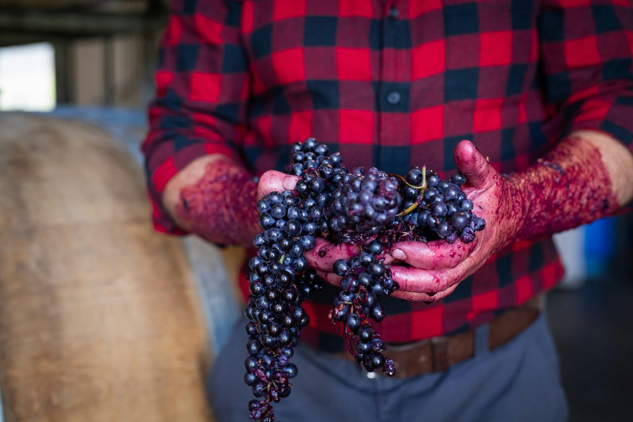 Cool climate Shiraz grapes