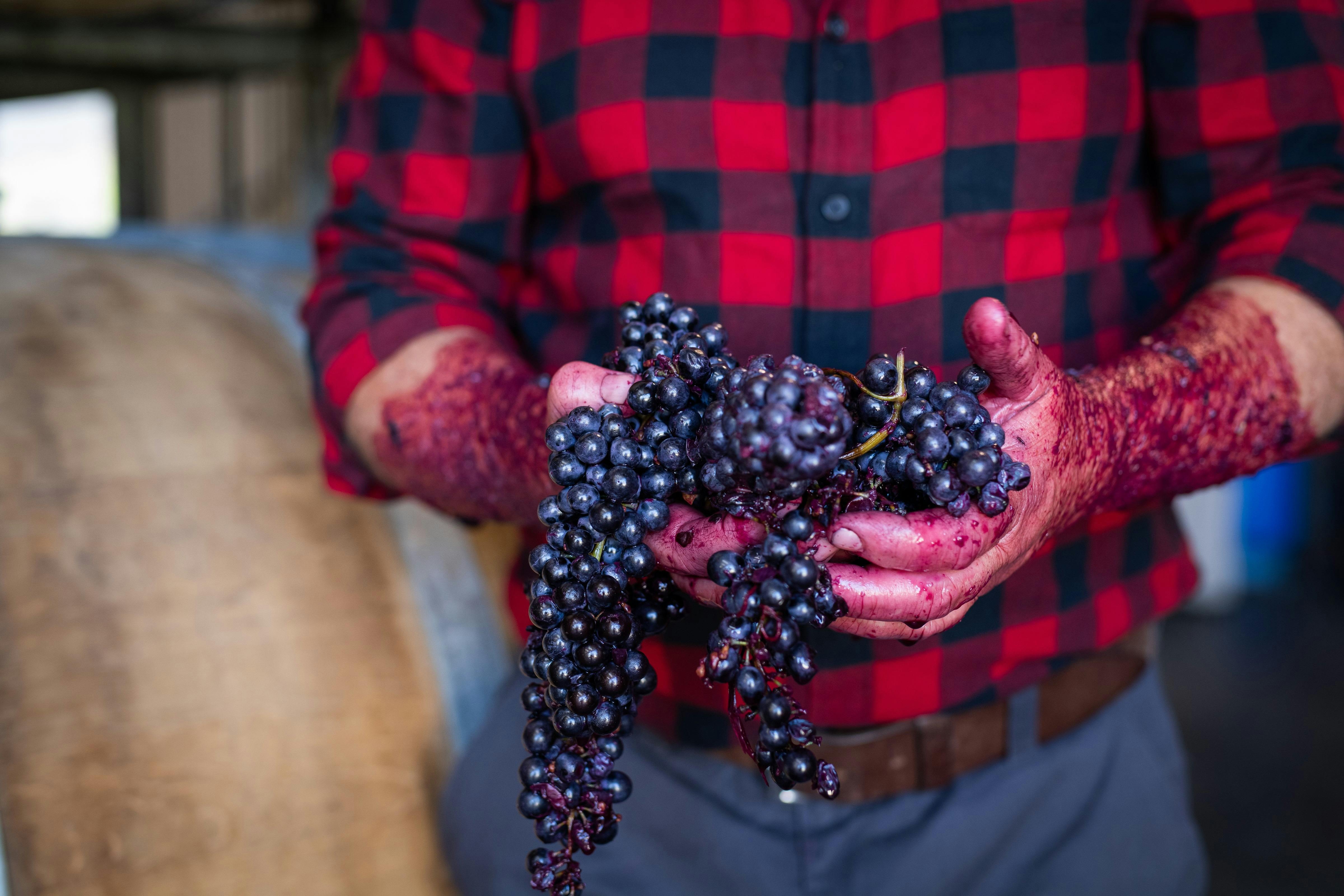 Cool climate Shiraz grapes