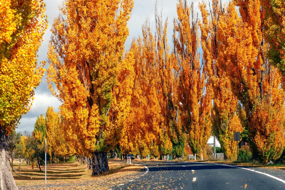 Autumn poplars on the Snowy Mountains highway