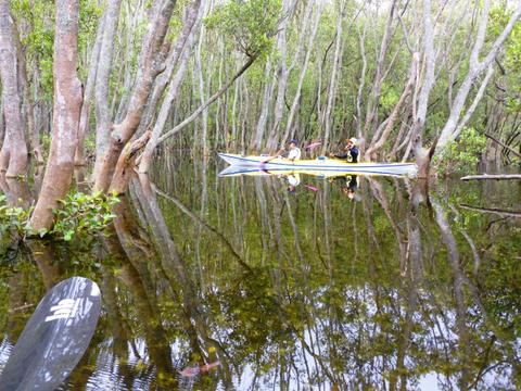 Middle harbour Mangrove explorer