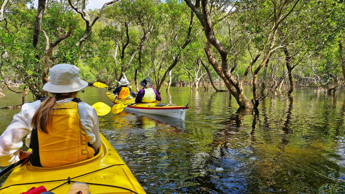 Explore the wilderness of Middle Harbour by kayaks