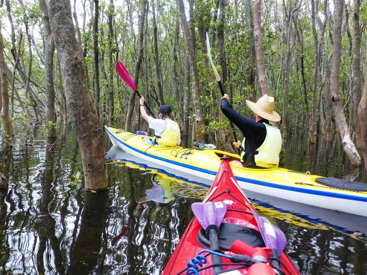Middle harbour mangrove explorer