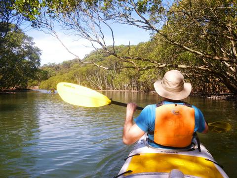 Kayaking in the mangroves of Bantry Bay