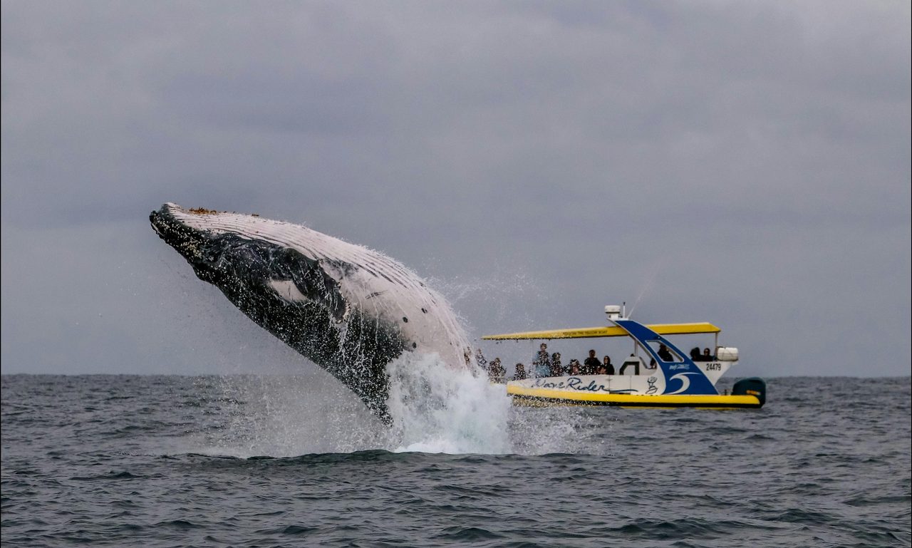 Whale Watching