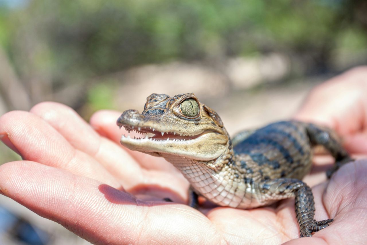 Baby crocs