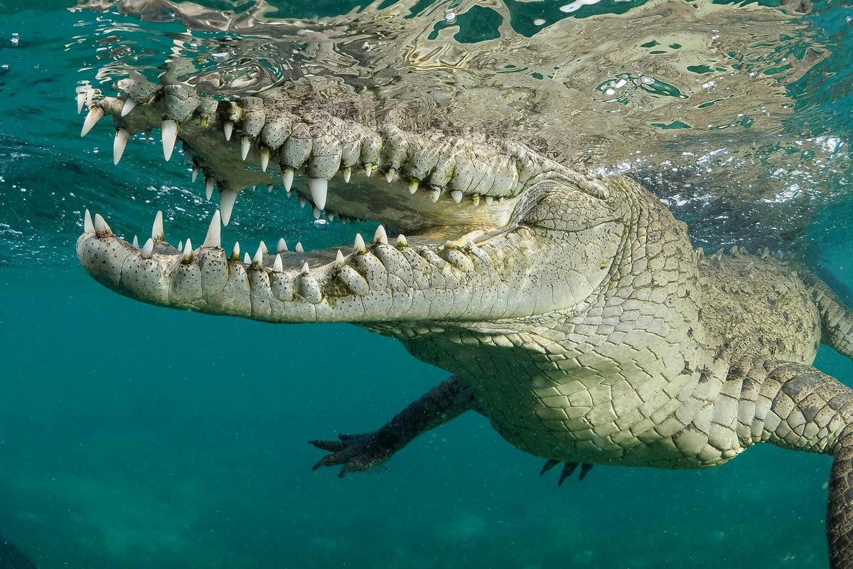 Swim with a  Croc
