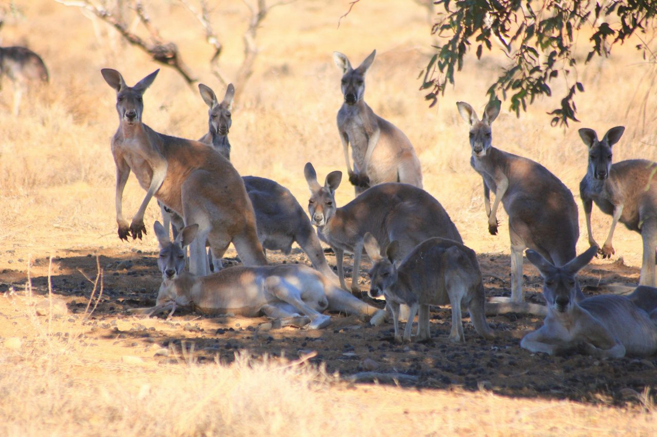 Big Red Kangaroos Outback NSW Tours