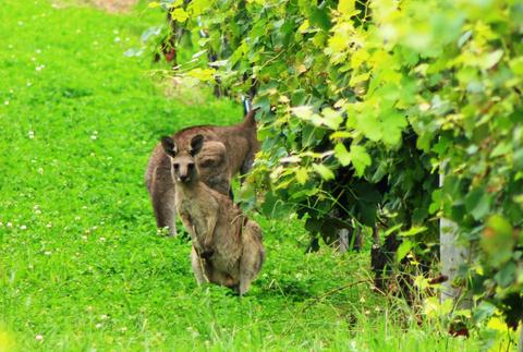 kangaroos in vineyards Hunter Valley wine tour
