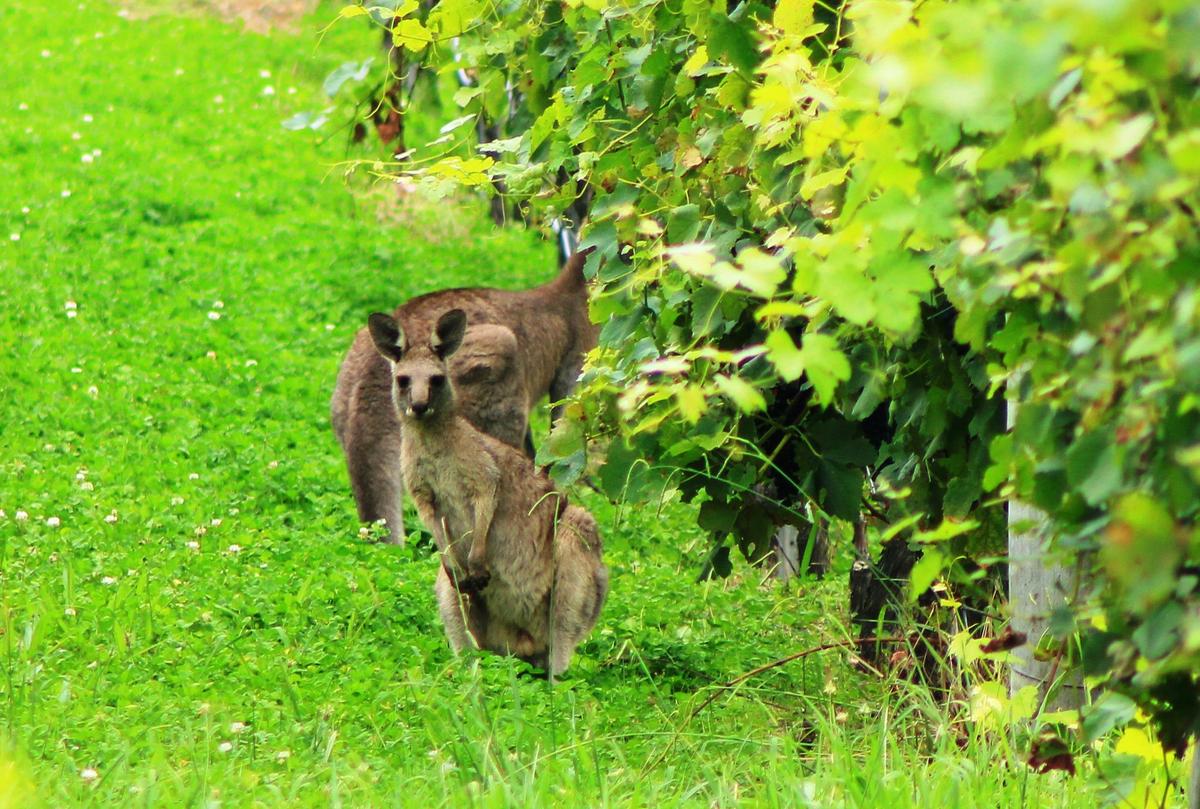 kangaroos in vineyards  Hunter Valley wine tour