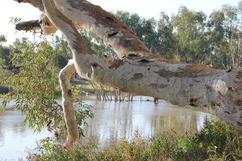 River Red Gum