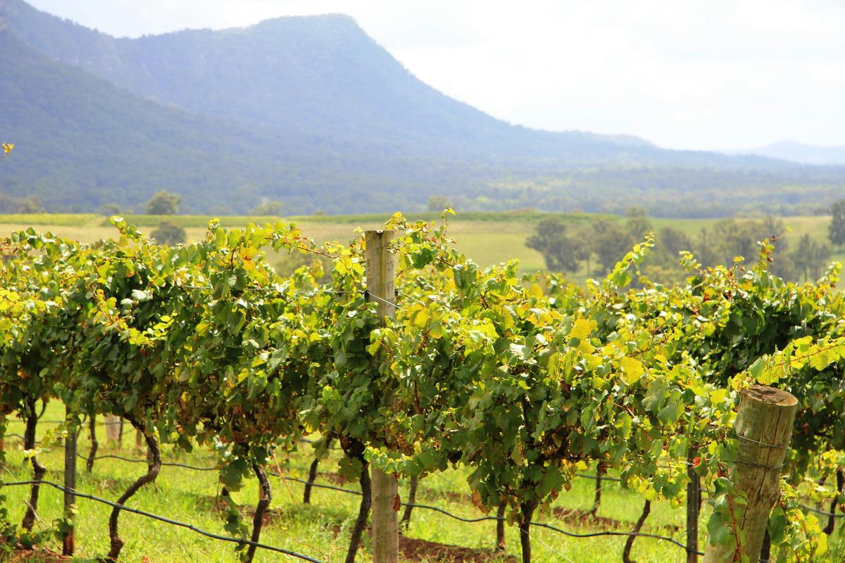 vineyards  Hunter Valley wine tour