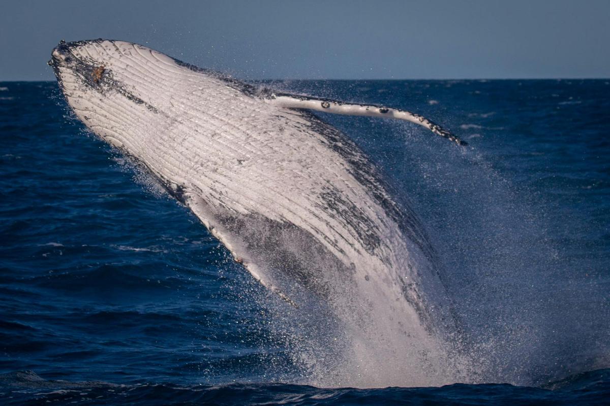 Breaching Whale, Eden