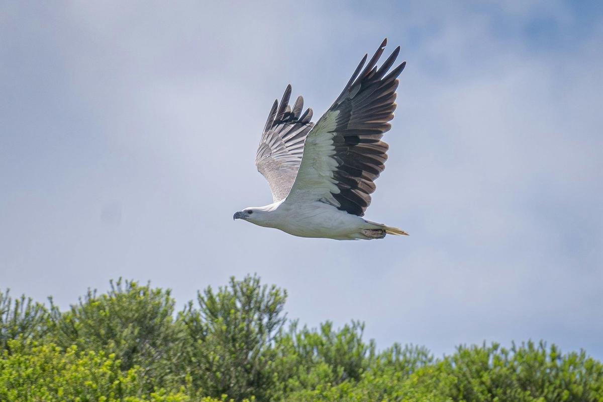Sea Eagle, Twofold Bay Eden