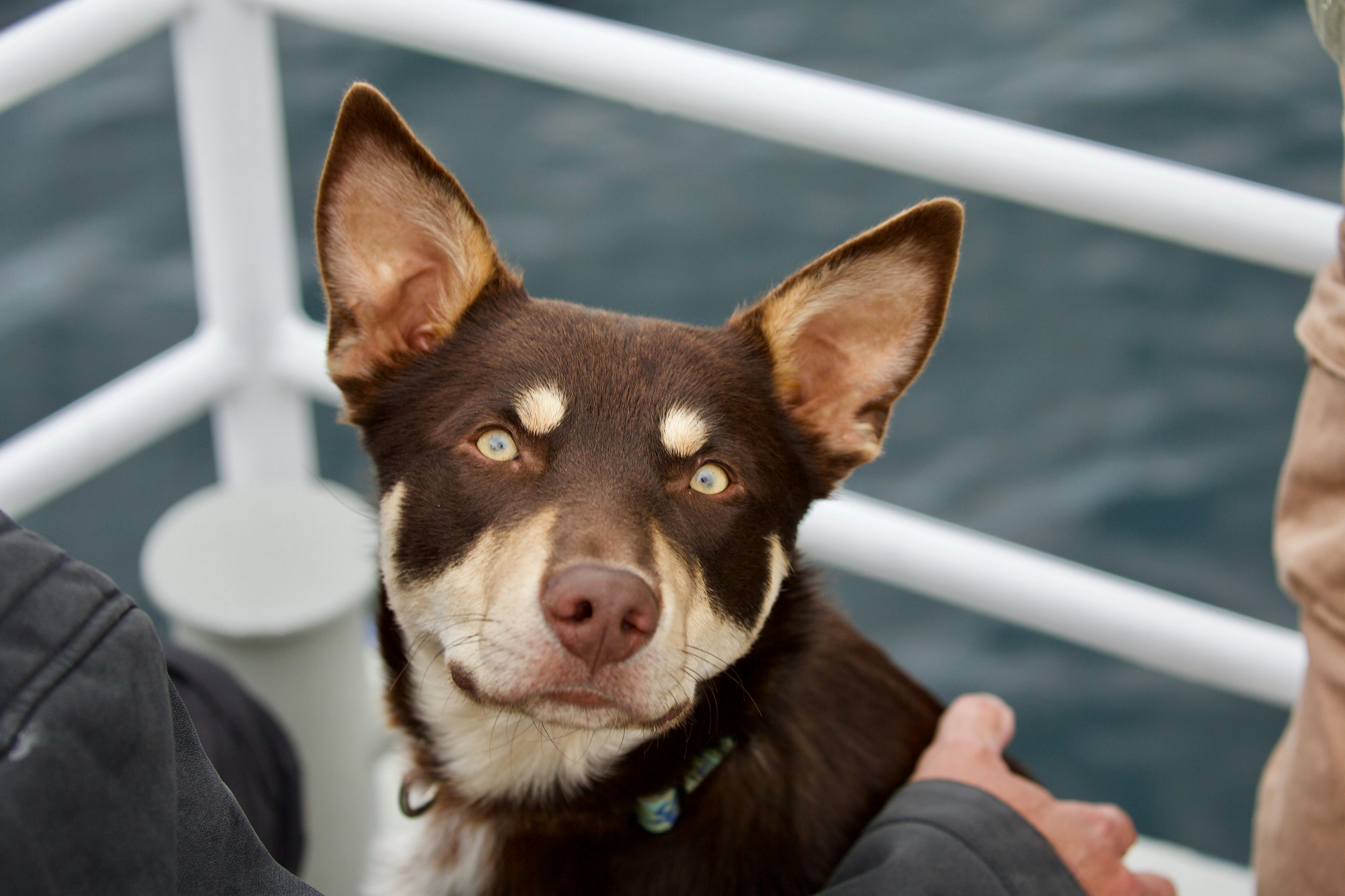 Meet Roger the whale spotting dog