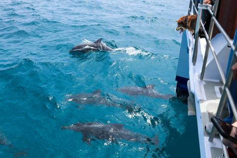 Dolphins playing with Bubbles, Eden