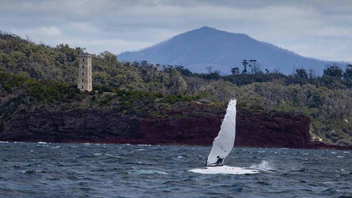 Whale in front of Boyd's Tower and My Imlay, Eden