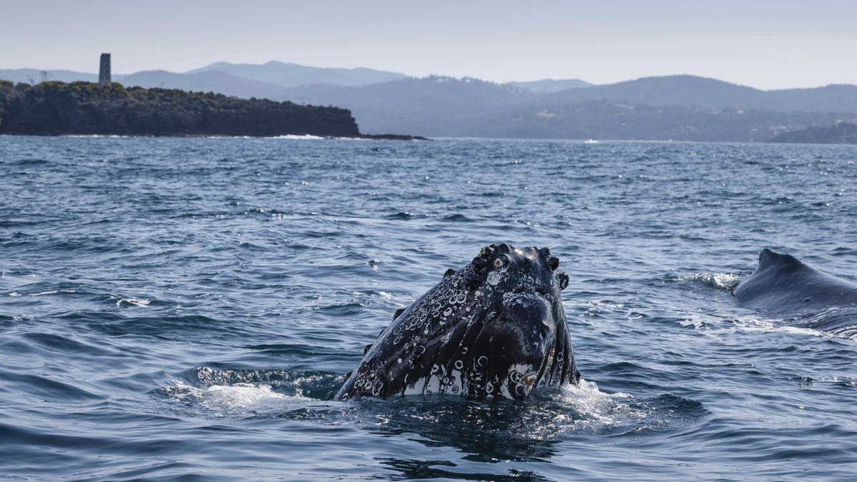 Spy Hopping Whale, Eden