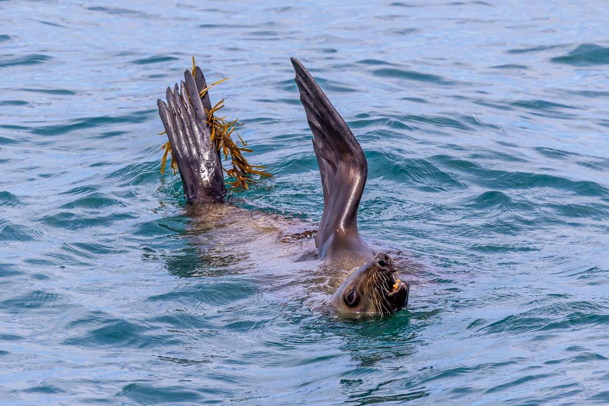 Australian Fur Seal, Twofold Bay, Eden