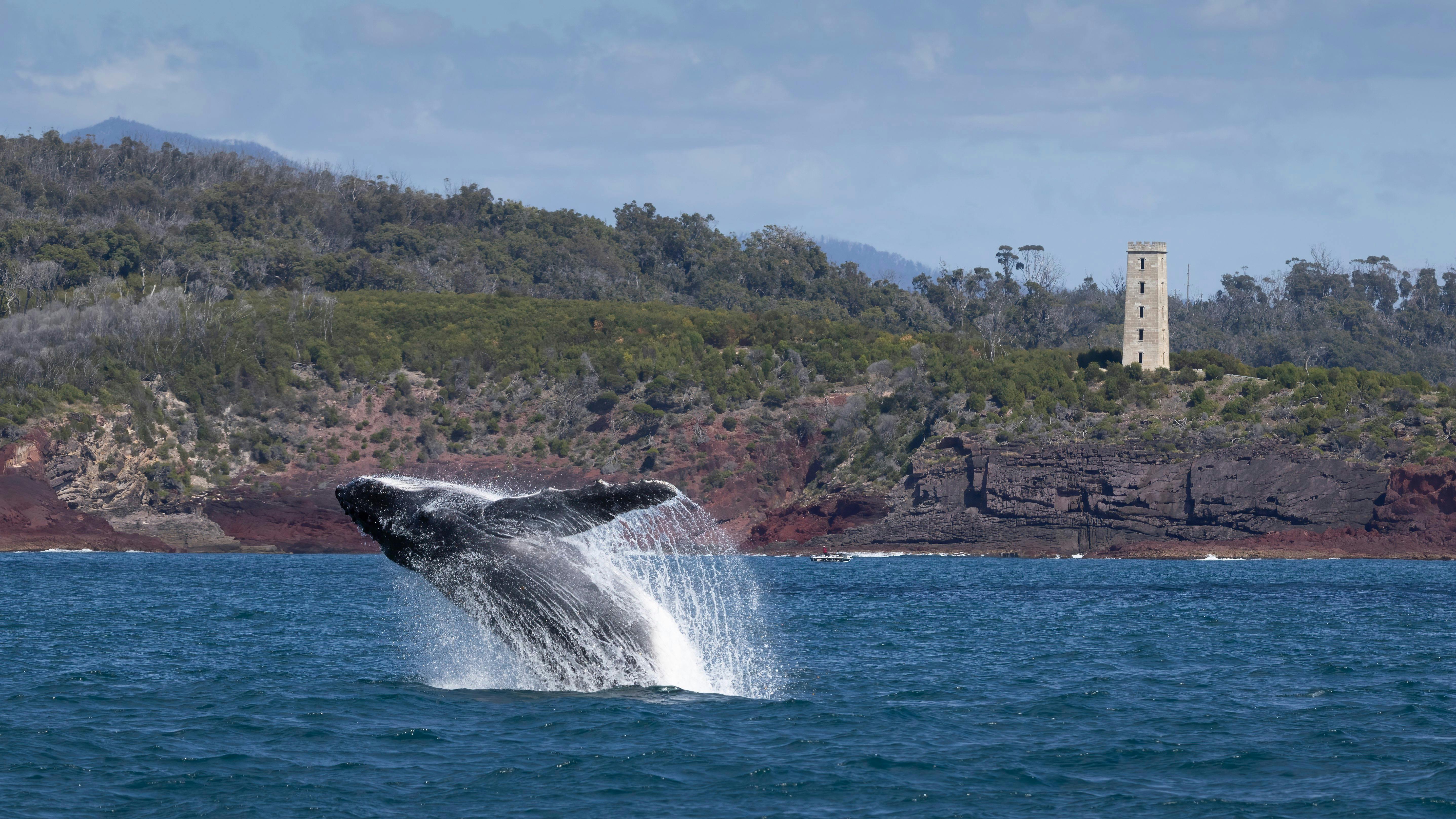 Whale Breaching near Boyds Tower, Eden