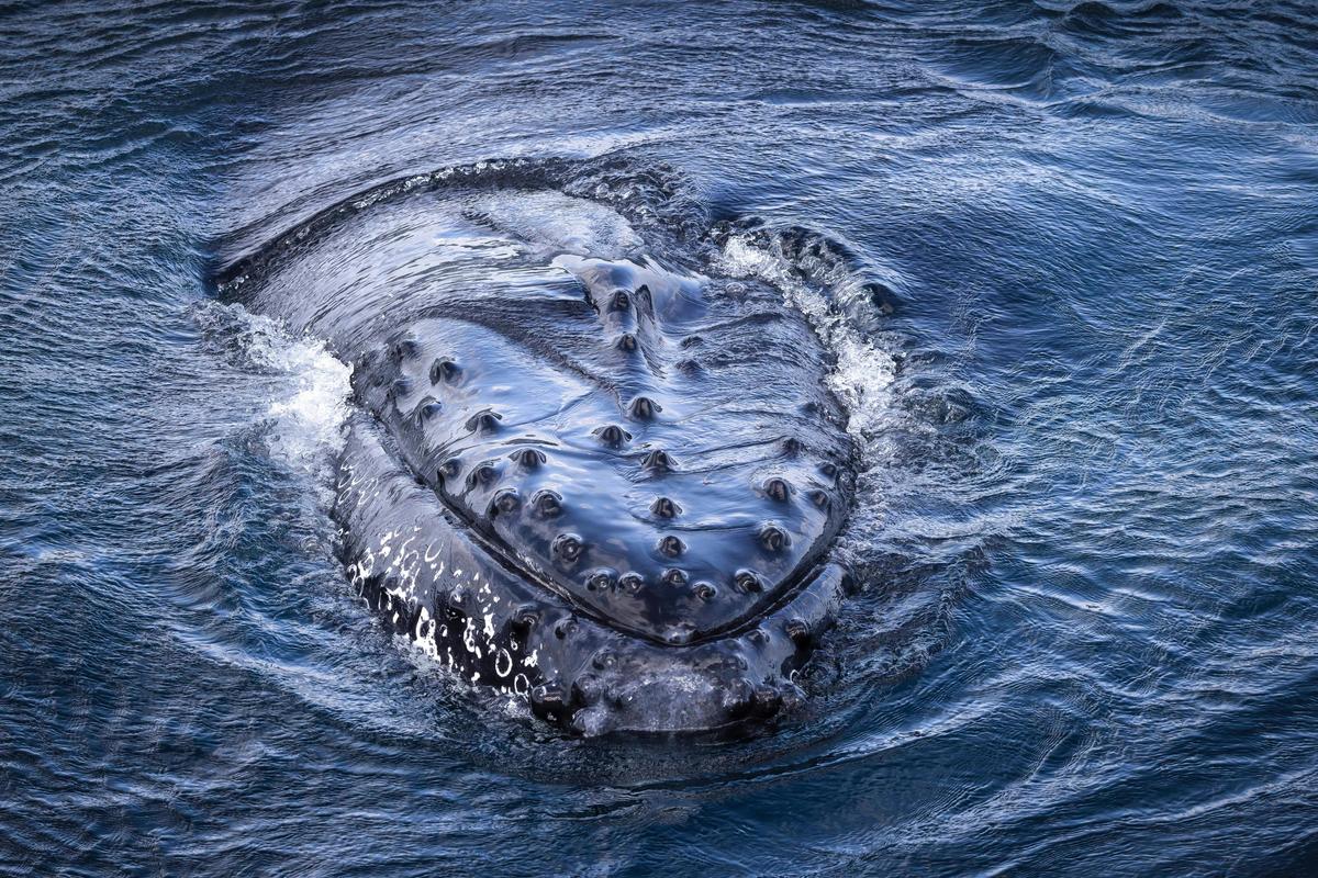 Whale comes up close to Bubbles, Eden