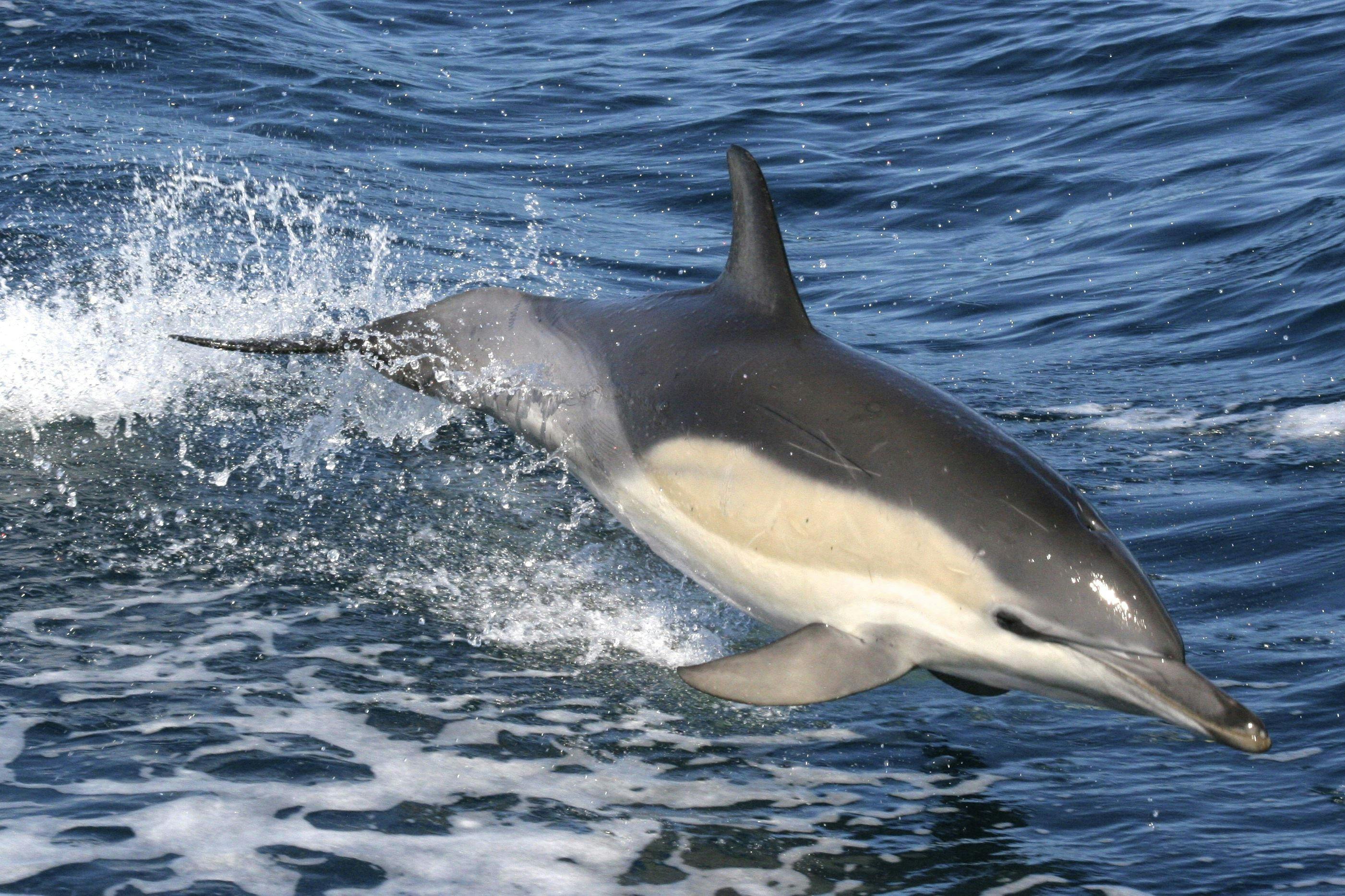 Common Dolphin, Merimbula