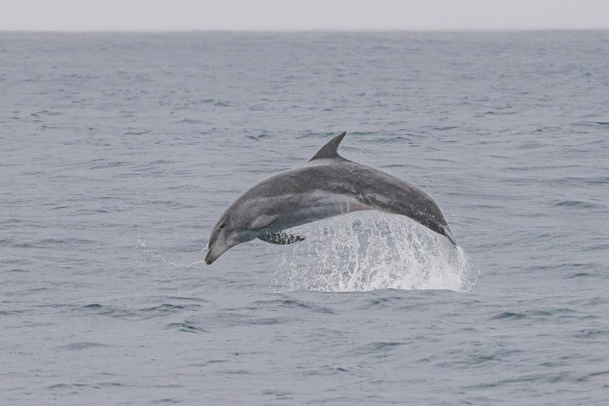 Bottlenose Dolphin Eden