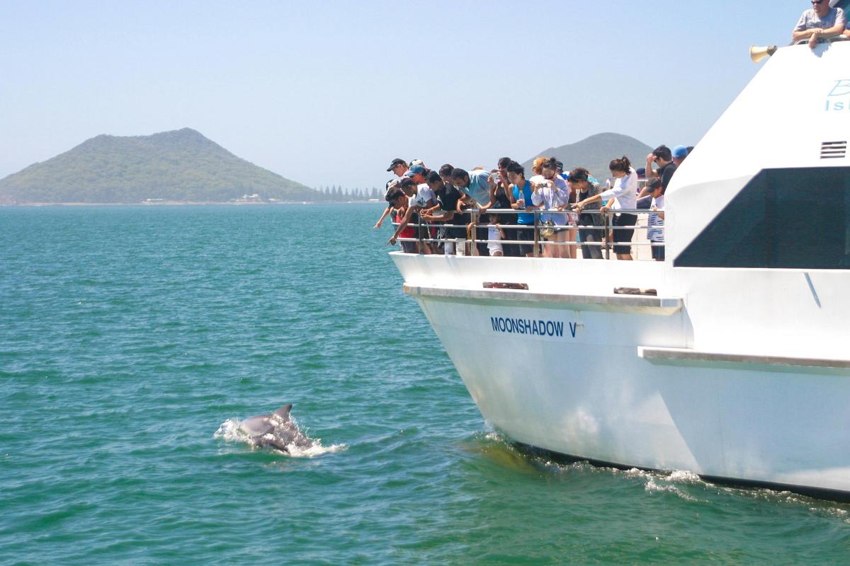 People viewing dolphins