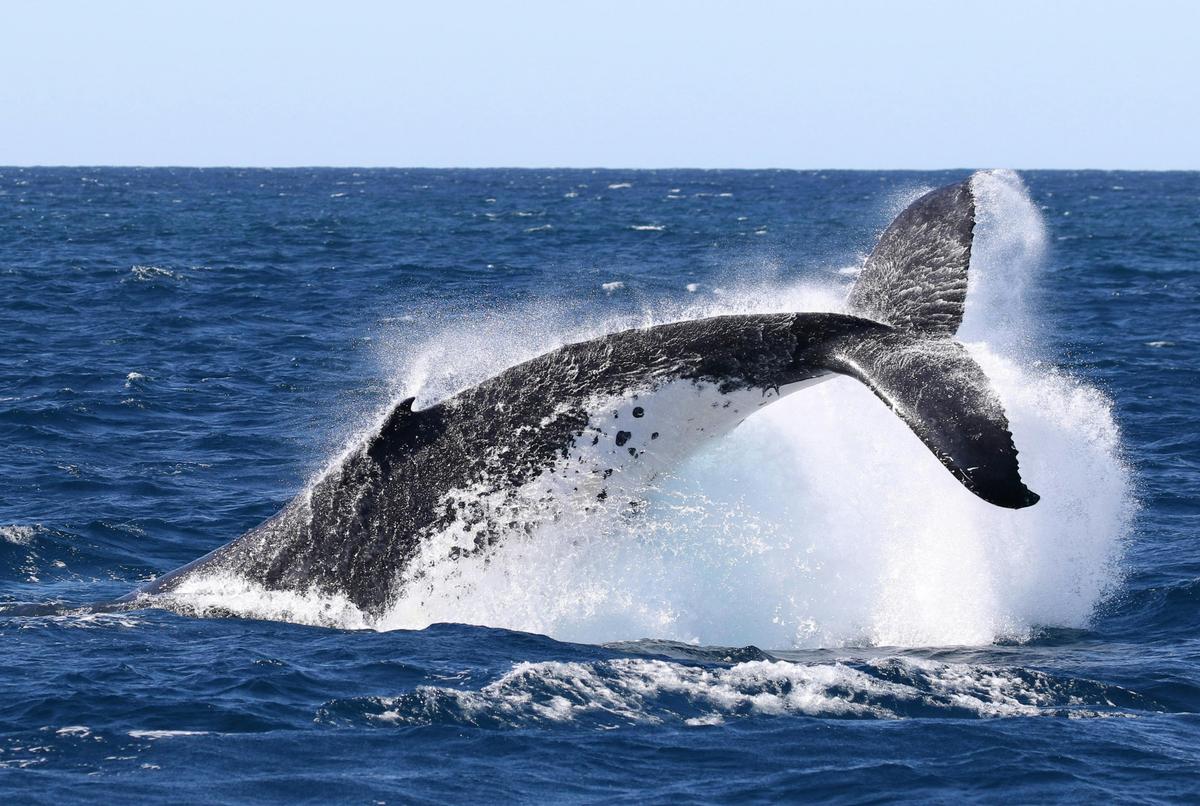 whale