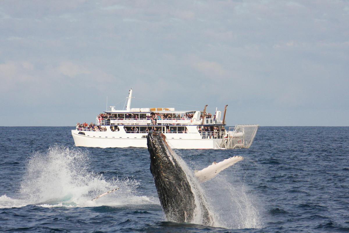 whale