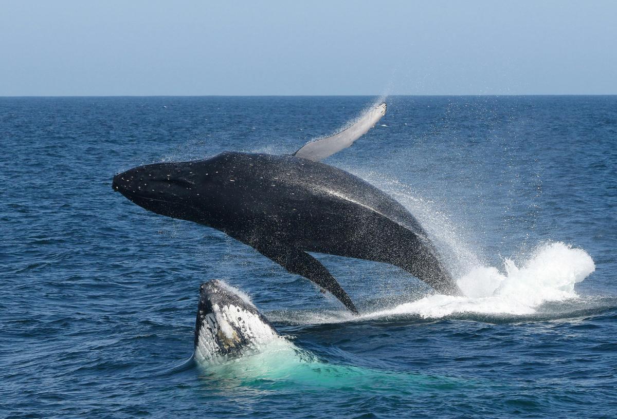 Whale