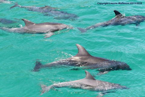 Dolphins