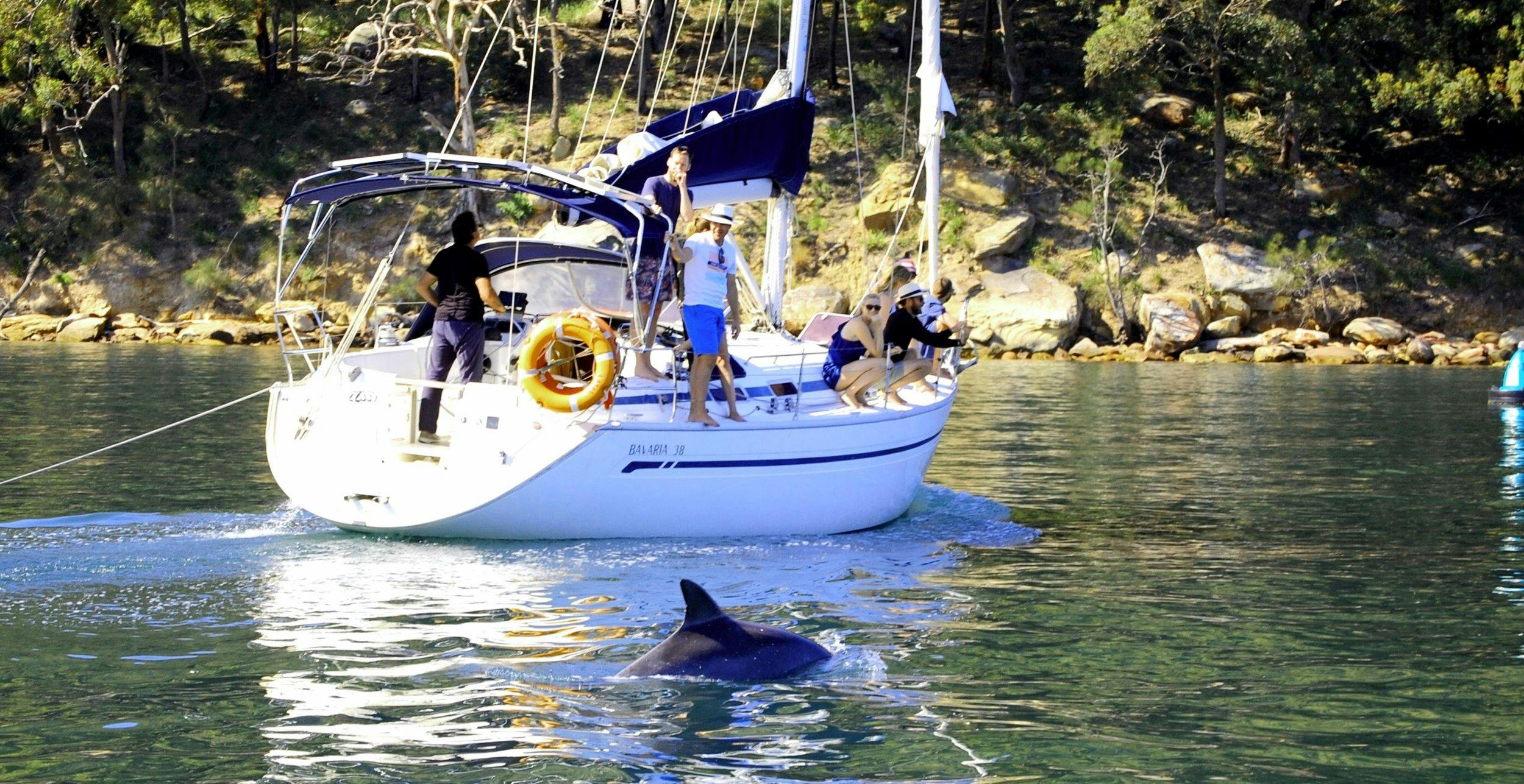 Dolphin sighting during wildlife tour