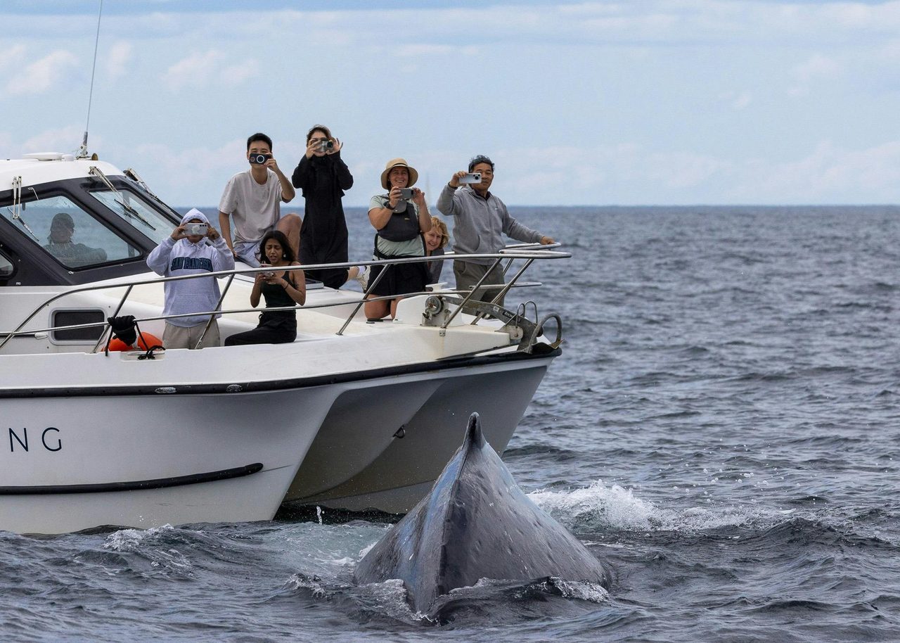 close whale