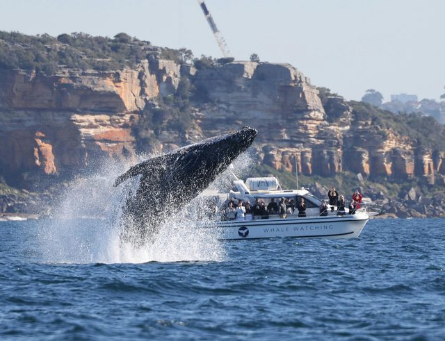 Whale Tales Whale Watching