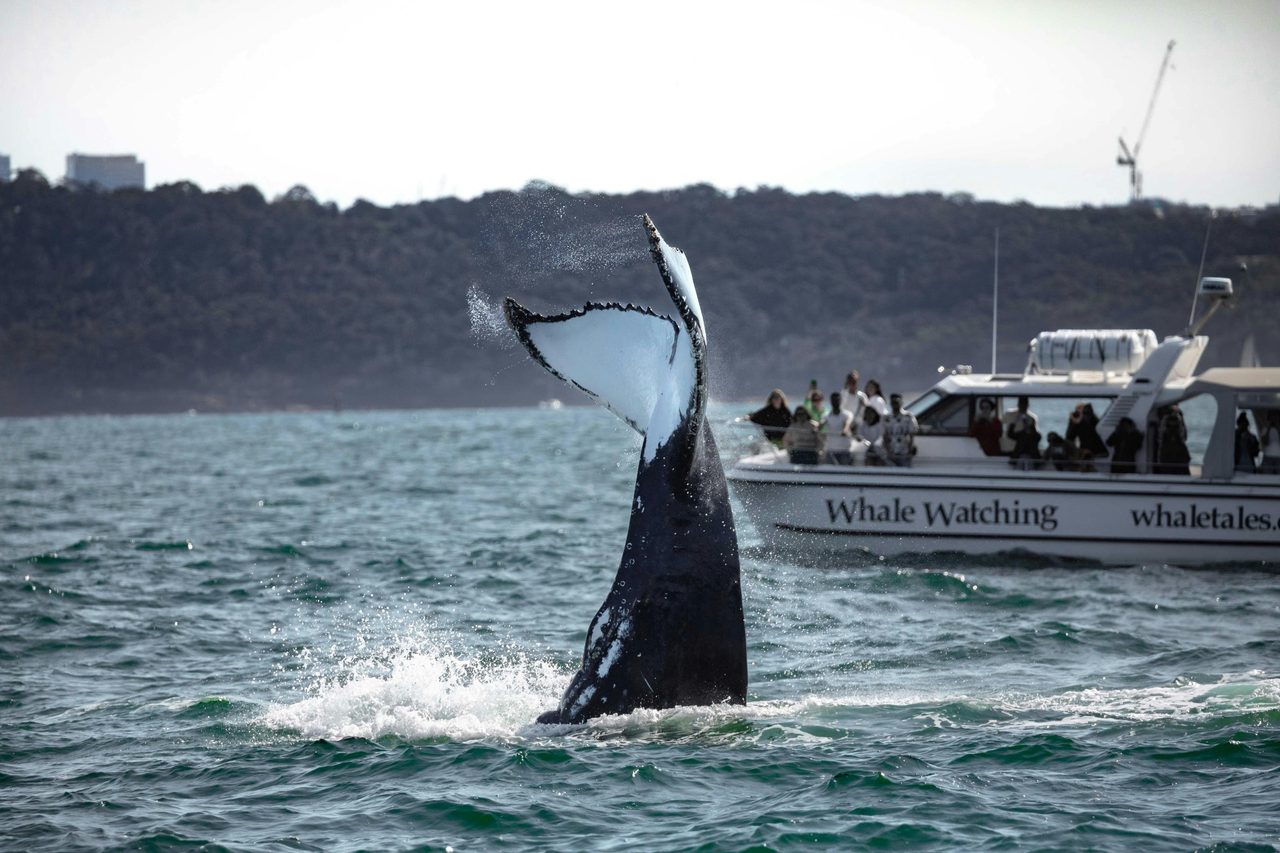 Whale tales by Name and by Nature