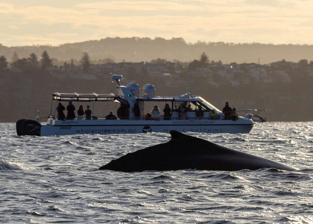 humpback whale