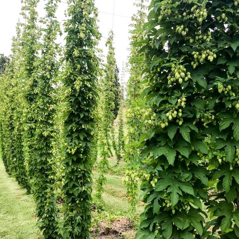 Ryefield Hops