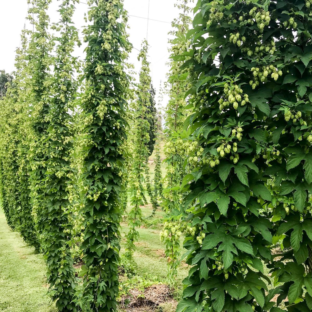 Hops