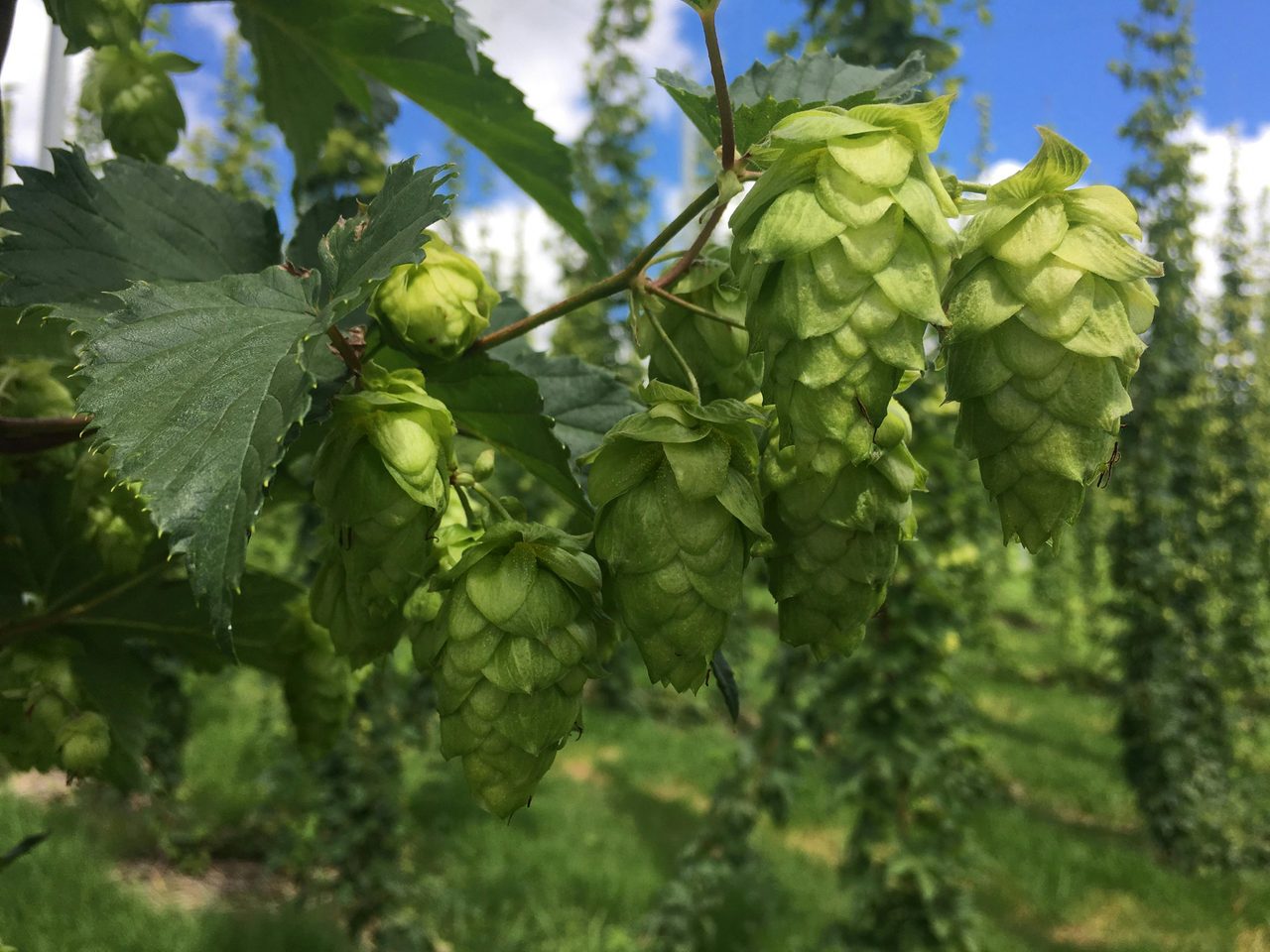Hops