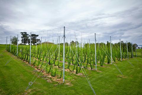Hop field