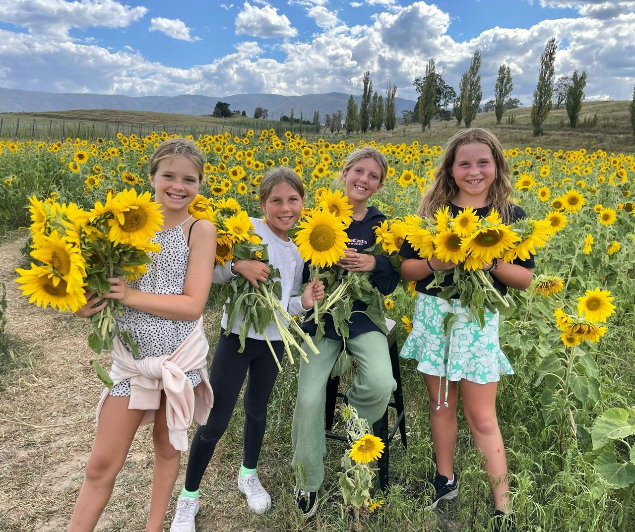 sunflowers