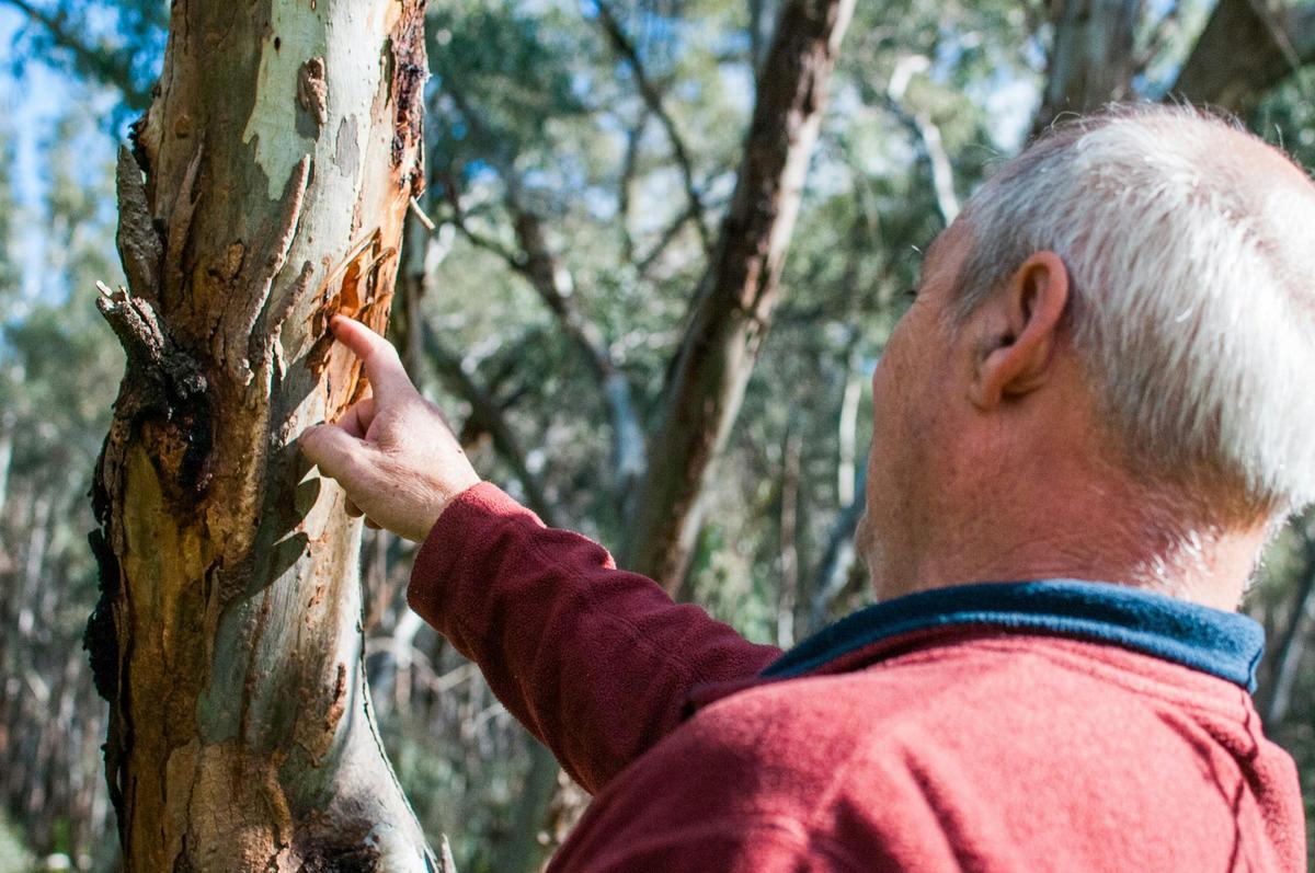Wiradjuri man locating grubs inside a tree stem