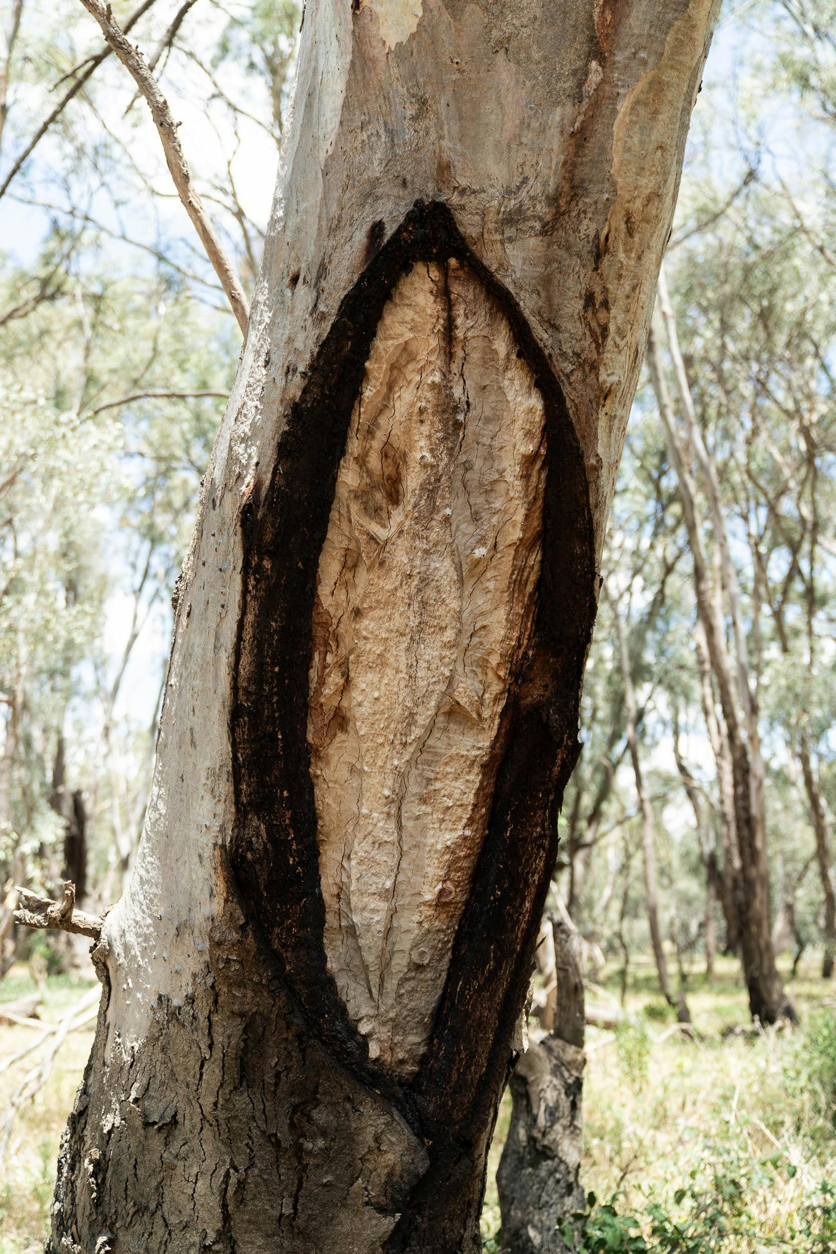 A scar tree on Wiradjuri Country
