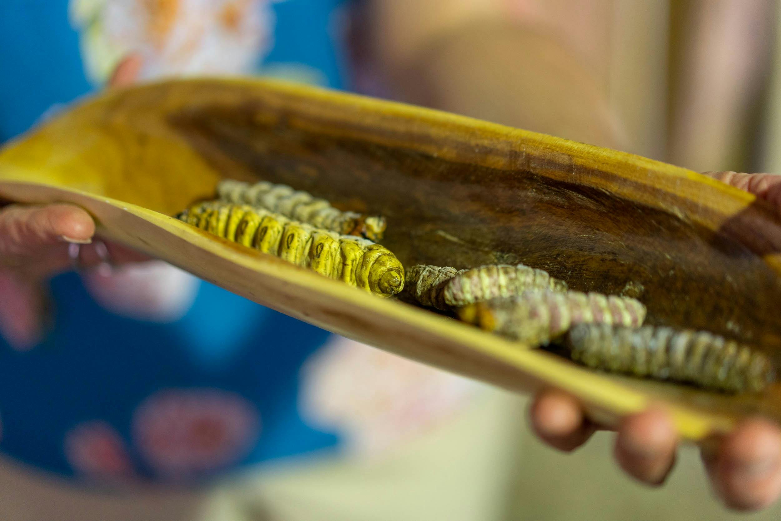 Bush tucker - witchetty grubs