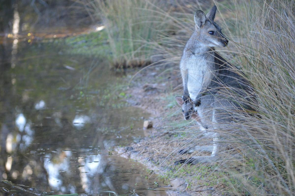 Wallaby and Joey - Ganguddy